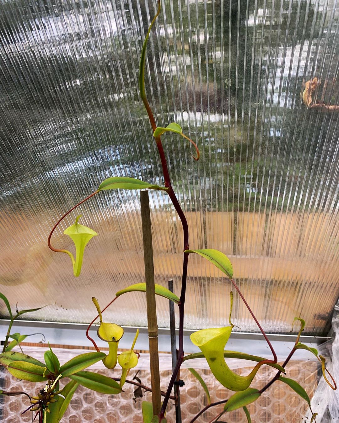 Photo of the plant species Nepenthes inermis on Greg, the plant care app