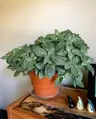 Plant care for lemon verbena on Greg, the plant care app