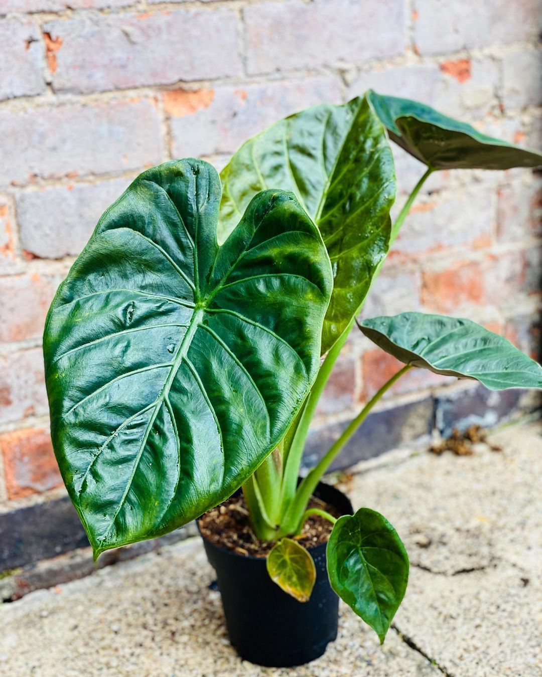 Personalized Hardy Elephant Ears Care Water, Light, Nutrients Greg App