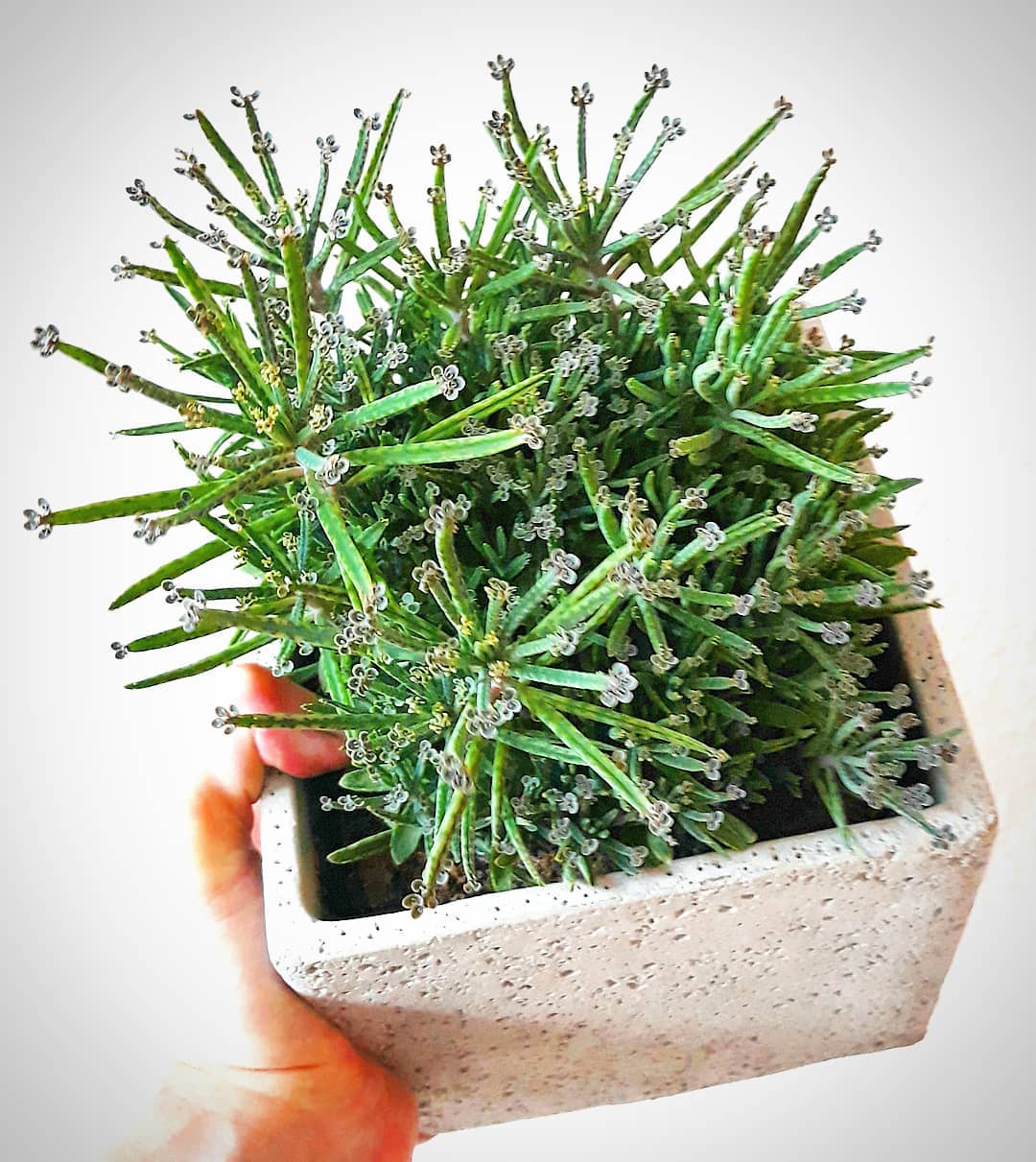Photo of the plant species Mother of Millions on Greg, the plant care app