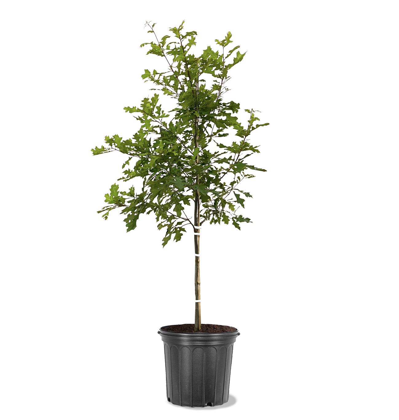 Photo of the plant species Nuttall Oak on Greg, the plant care app