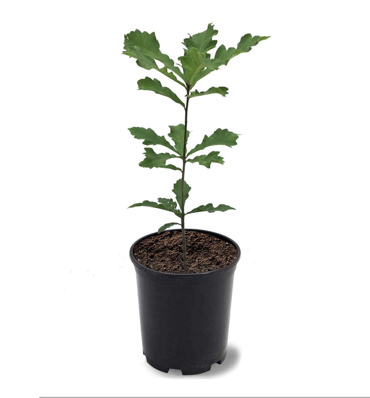 Photo of the plant species Swamp White Oak on Greg, the plant care app