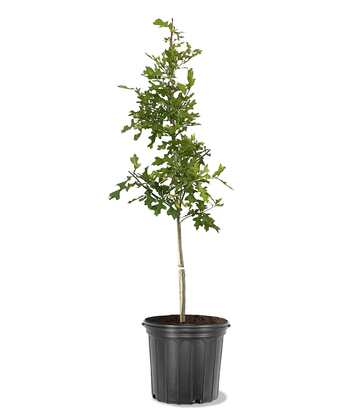 Photo of the plant species Schneck Oak on Greg, the plant care app