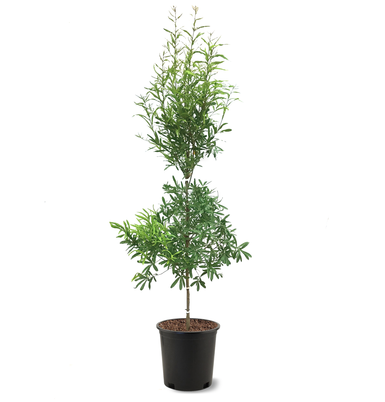 Photo of the plant species Willow Oak on Greg, the plant care app