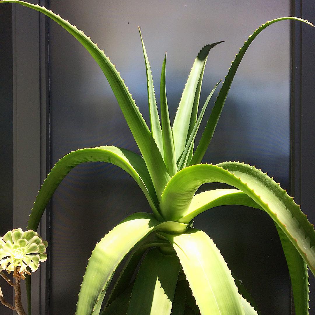 Photo of the plant species Octopus Agave on Greg, the plant care app
