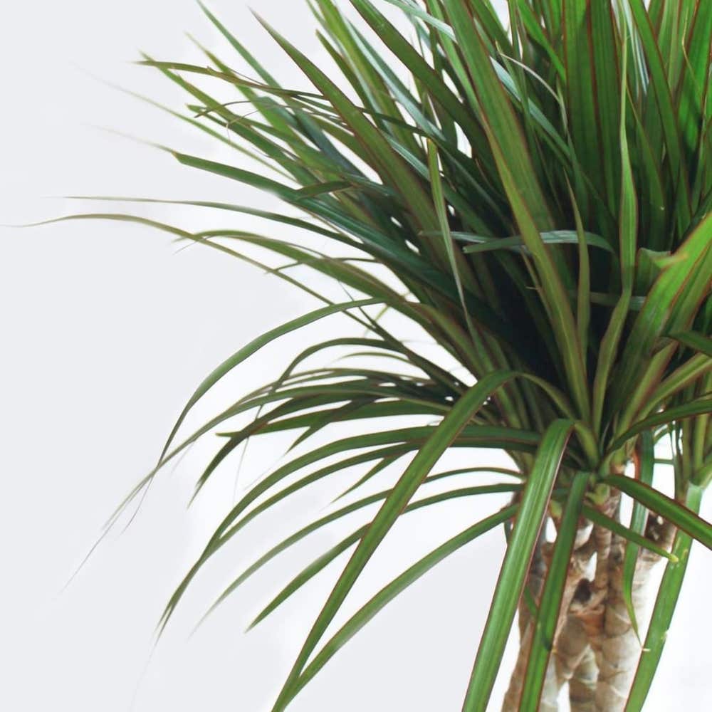 Photo of the plant species Red-Edged Dracaena on Greg, the plant care app