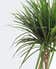 Calculate water needs of Red-Edged Dracaena
