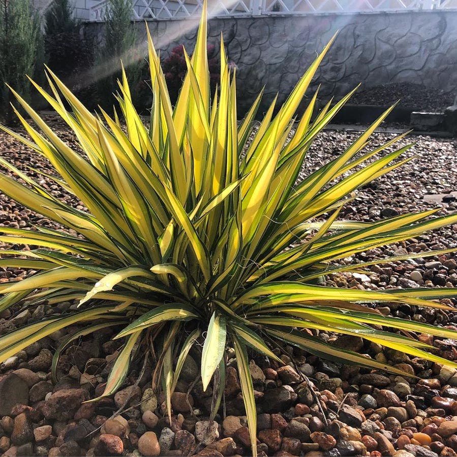 Photo of the plant species Yucca on Greg, the plant care app