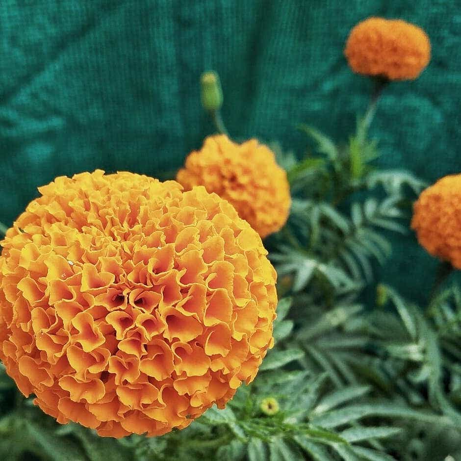 Photo of the plant species African Marigold on Greg, the plant care app
