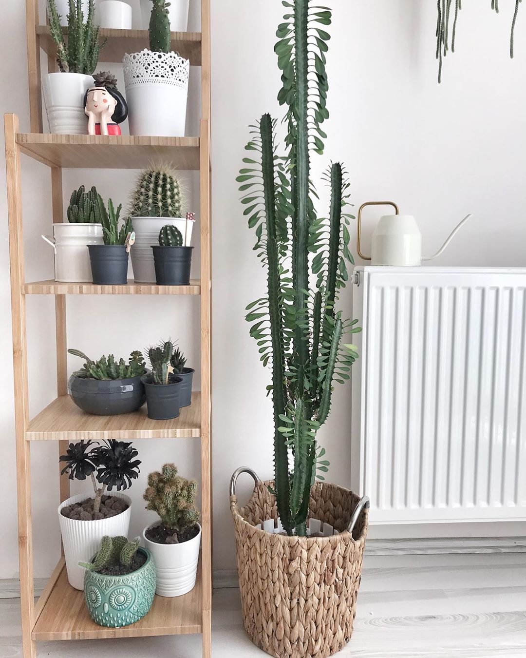 Photo of the plant species African Milk Tree on Greg, the plant care app