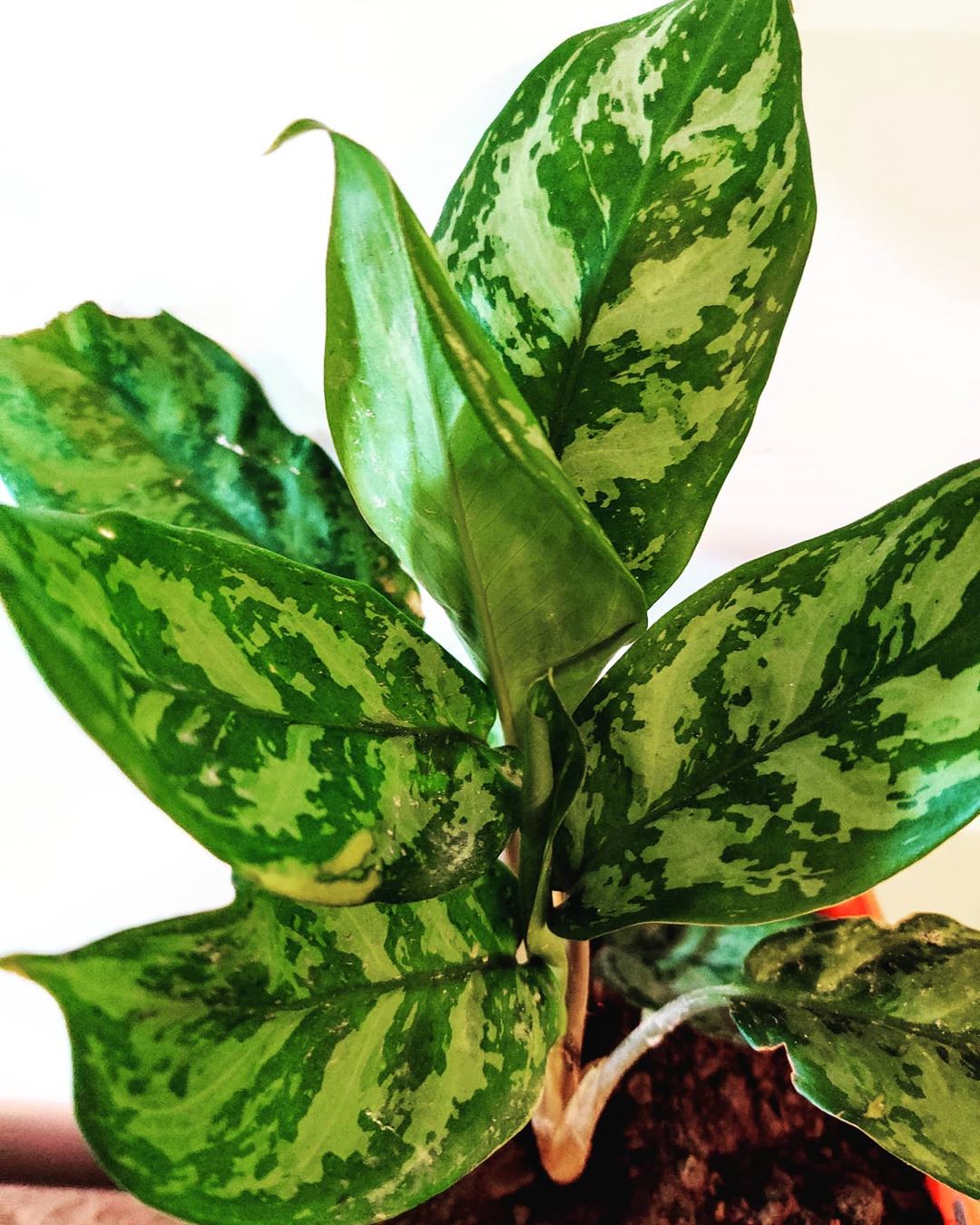Photo of the plant species Aglaonema 'Silver Splash' on Greg, the plant care app