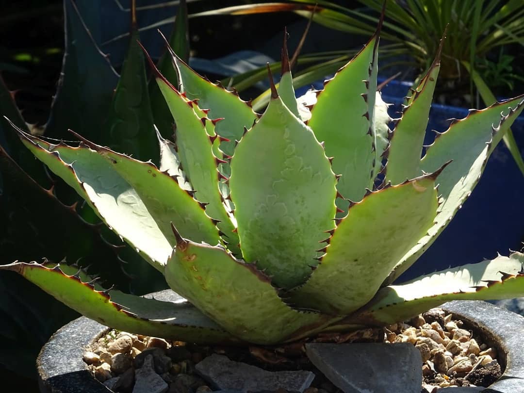 Photo of the plant species Agave Chiapensis on Greg, the plant care app