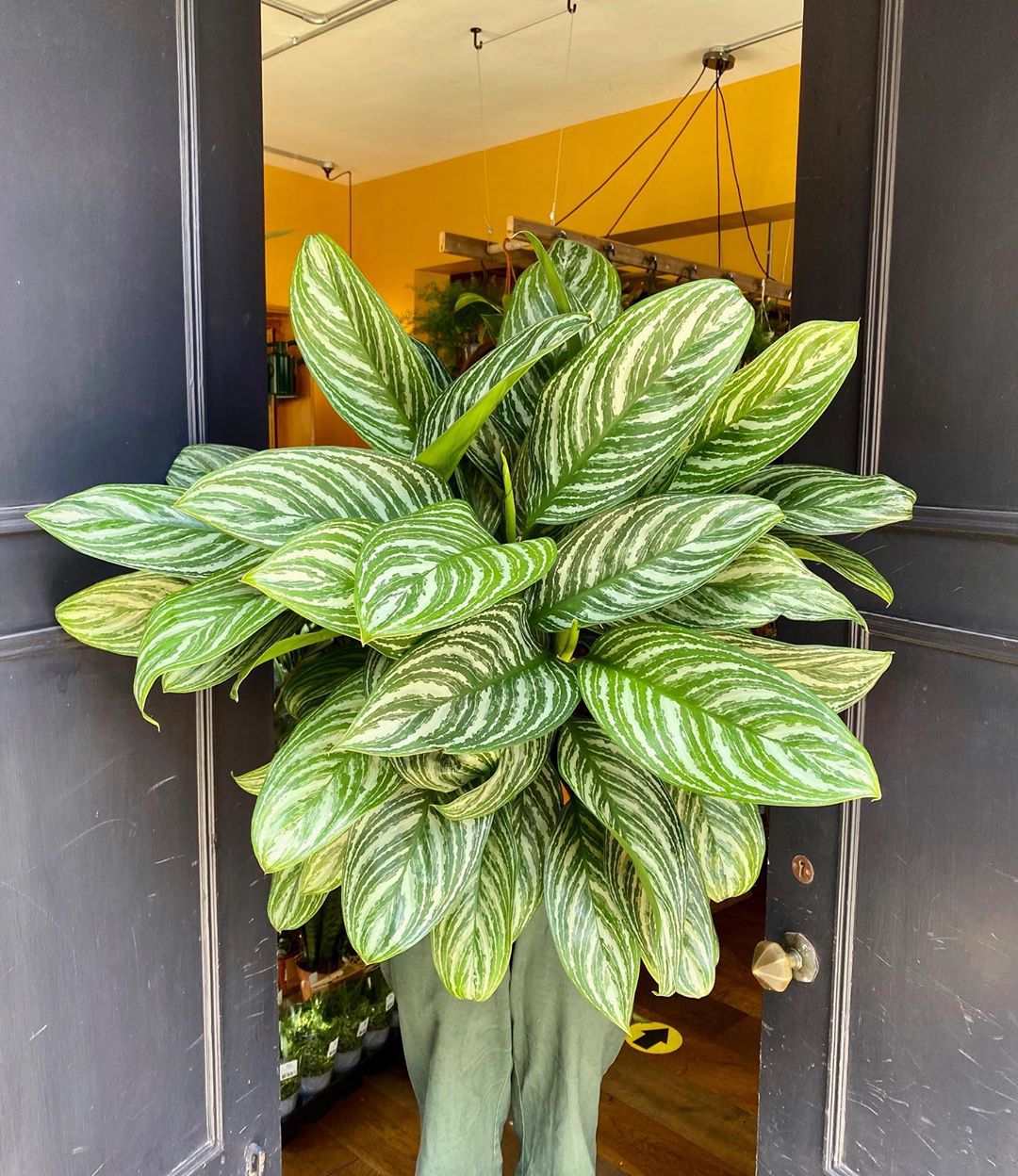 How to Care for Aglaonema 'Stripe': Mastering Water, Sunlight & More