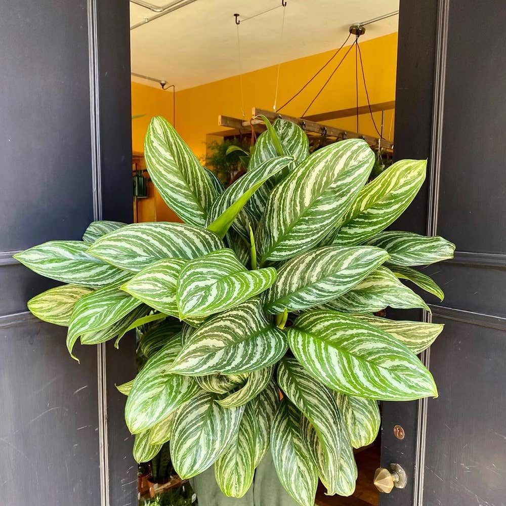 Photo of the plant species Aglaonema 'Stripe' on Greg, the plant care app