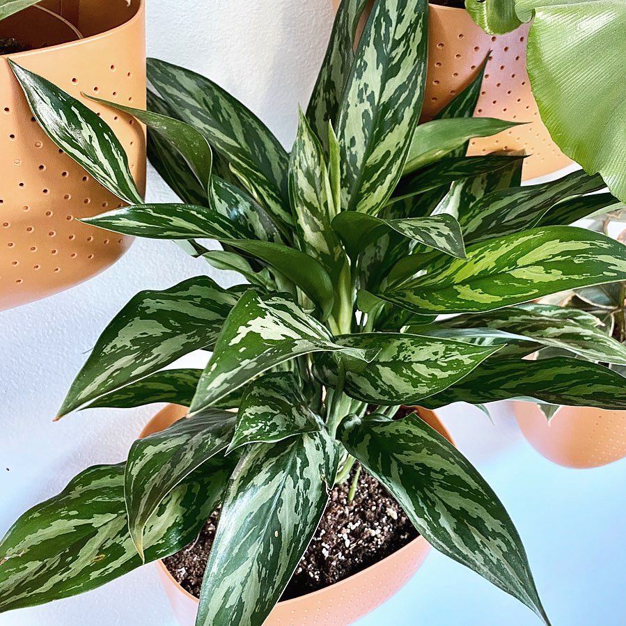 Photo of the plant species Aglaonema 'Tigress' on Greg, the plant care app
