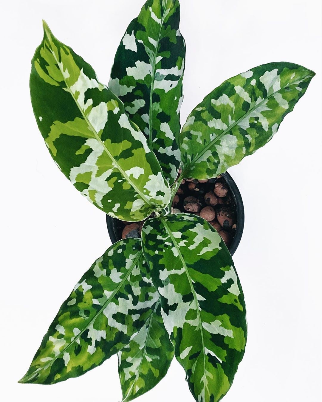 How to Care for Aglaonema 'Tricolor': Mastering Water, Sunlight & More