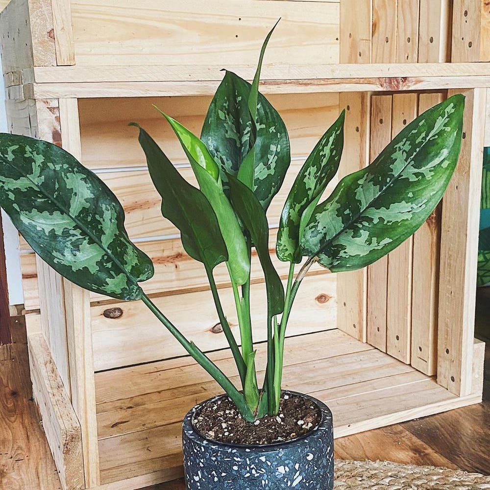 Photo of the plant species Aglaonema 'Emerald Beauty' on Greg, the plant care app