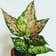 Calculate water needs of Aglaonema 'Favonian'