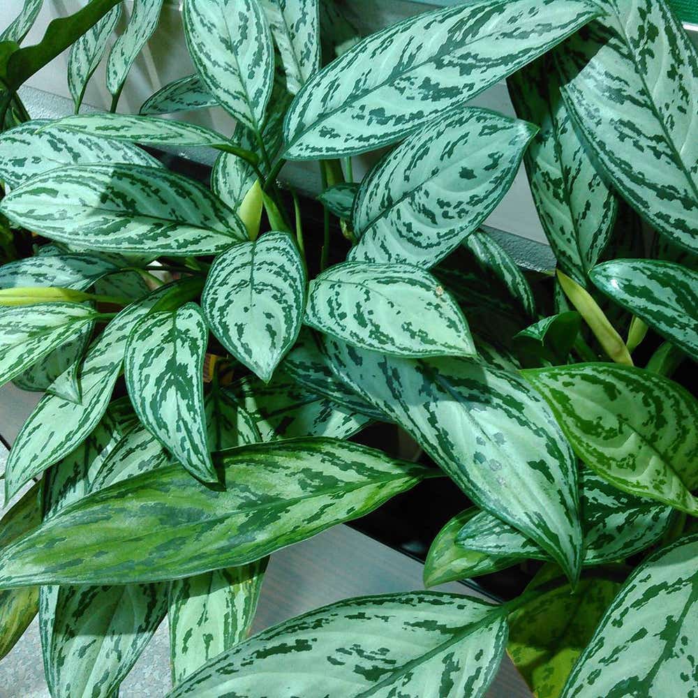 Photo of the plant species Aglaonema 'Parrot Jungle' on Greg, the plant care app