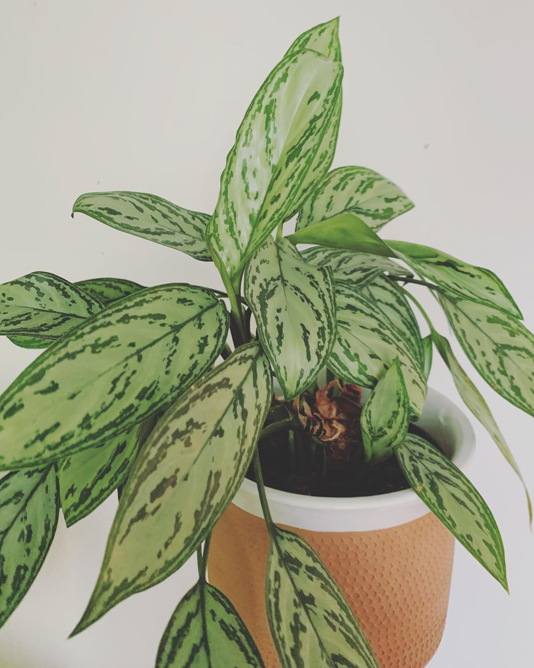 Photo of the plant species Aglaonema 'Silver III' on Greg, the plant care app