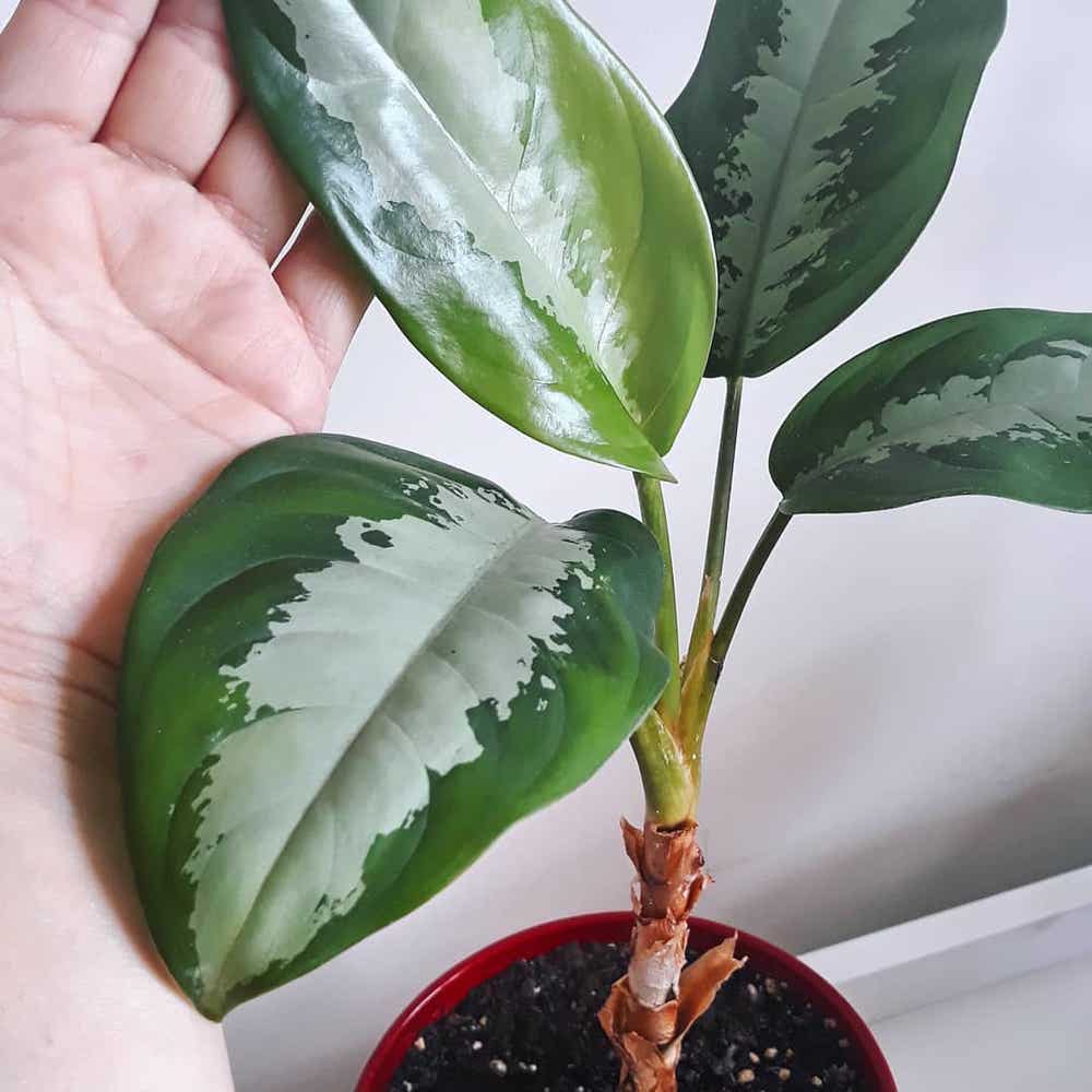 Photo of the plant species Aglaonema 'Silver Moon' on Greg, the plant care app