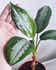 Calculate water needs of Aglaonema 'Silver Moon'