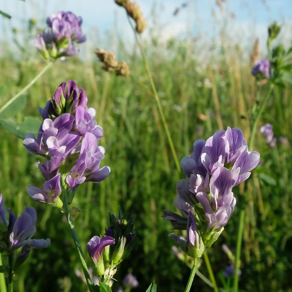 Photo of the plant species Alfalfa on Greg, the plant care app