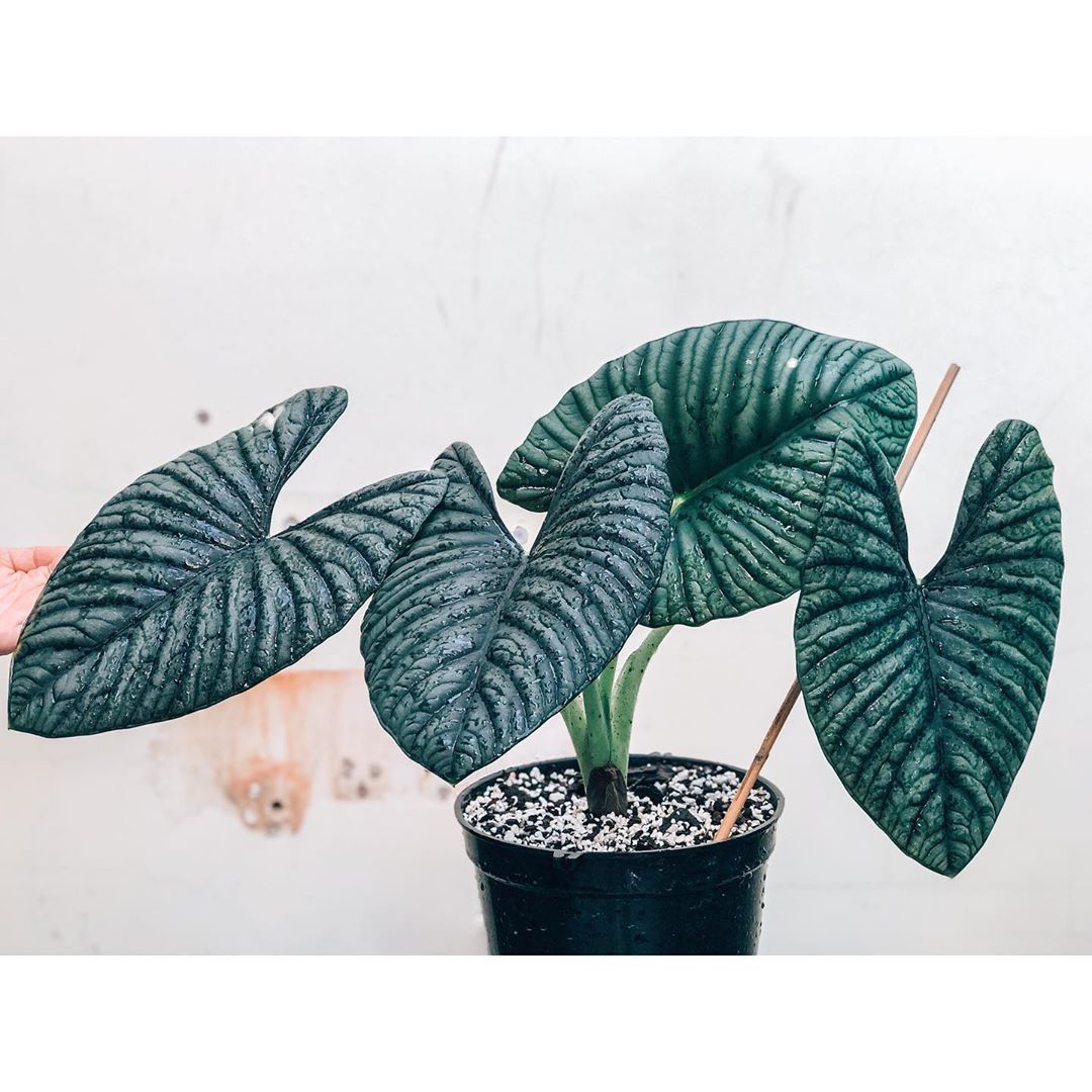 Photo of the plant species Alocasia nebula 'Imperialis' on Greg, the plant care app