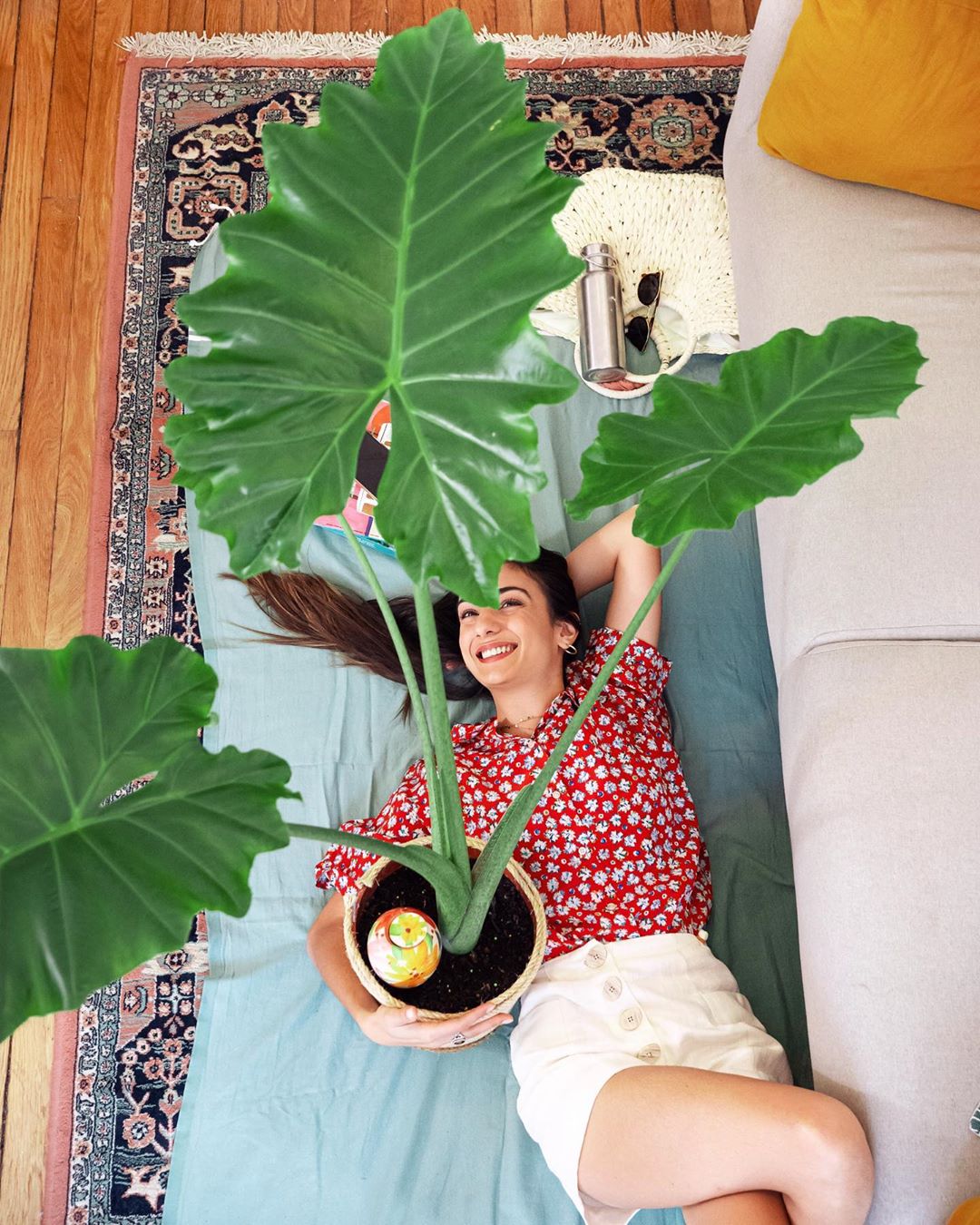 Alocasia 'Portora' Care 101: Water, Light & Growing Tips