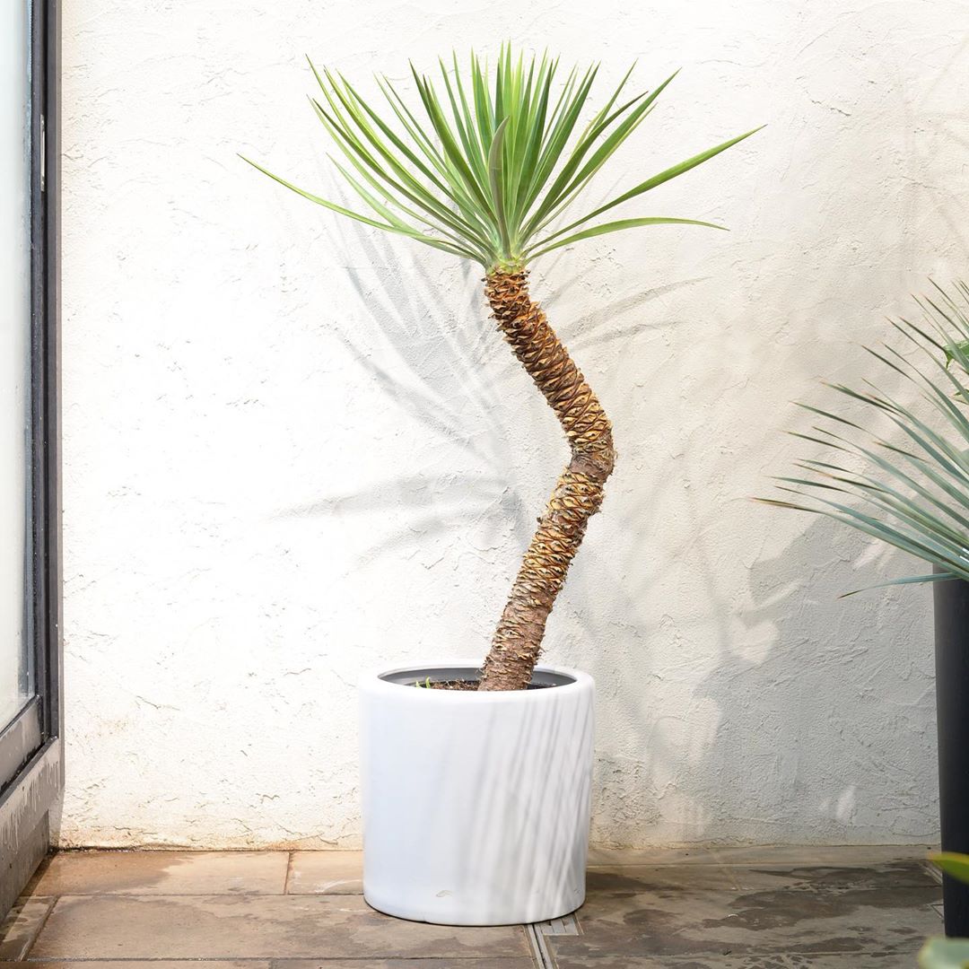 Photo of the plant species Aloe Yucca on Greg, the plant care app