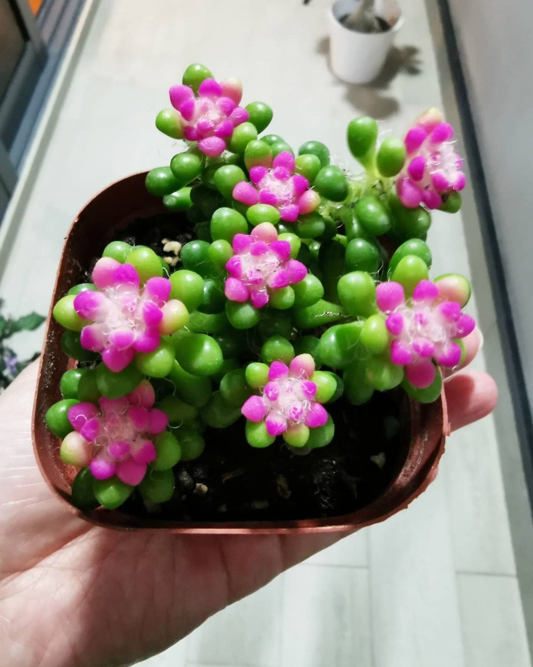 Plant care for Sand Rose on Greg, the plant care app