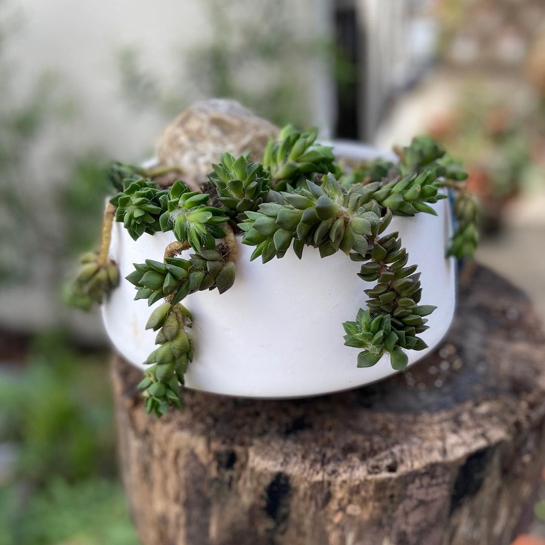 Plant care for Sand Rose on Greg, the plant care app