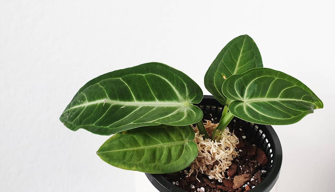 Photo of the plant species Anthurium villenoarum on Greg, the plant care app
