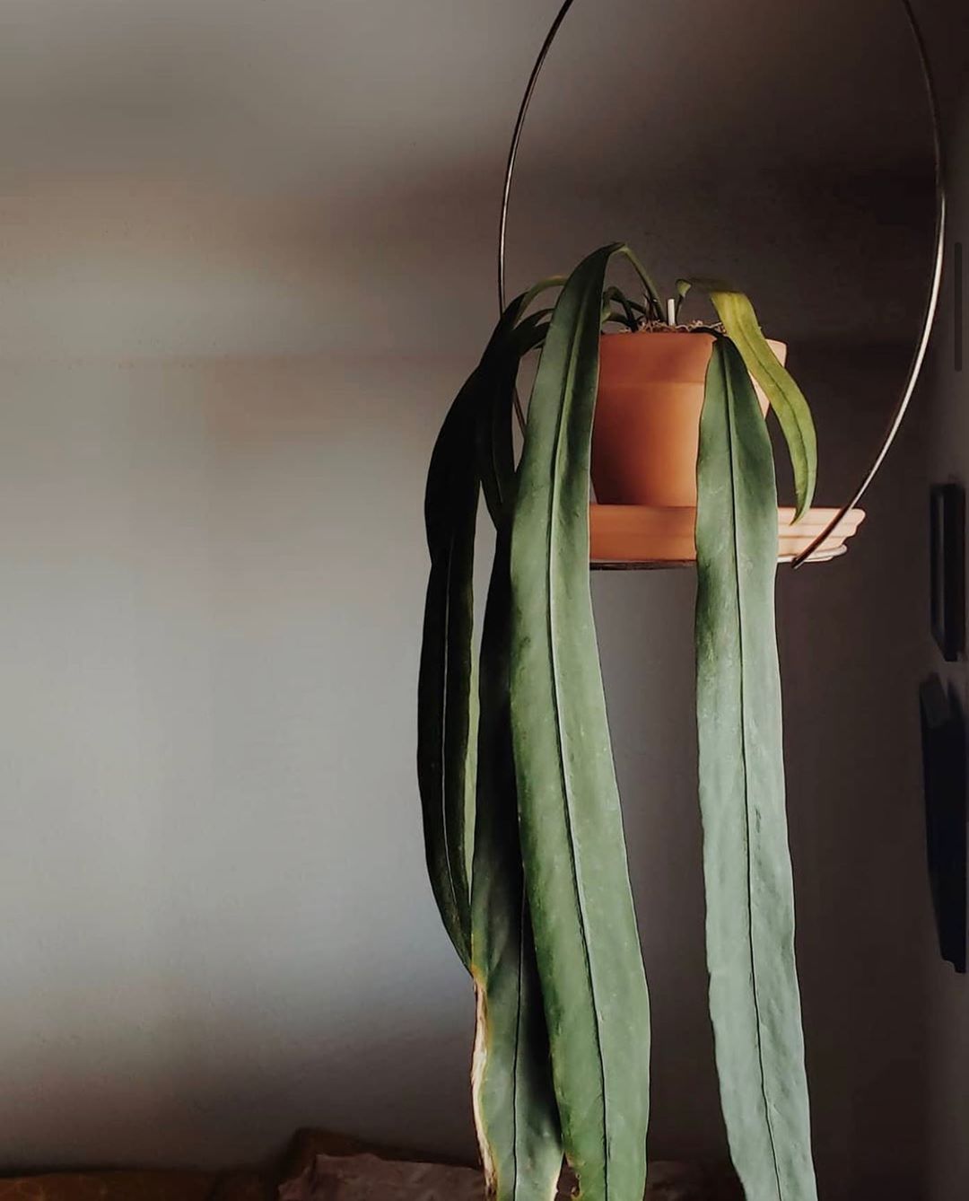 Photo of the plant species Anthurium vittariifolium on Greg, the plant care app