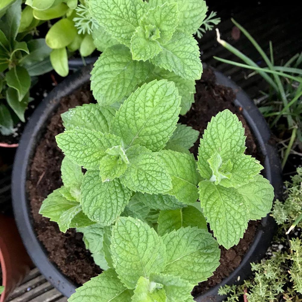 Keep Your Apple Mint Alive: Light, Water & Care Instructions