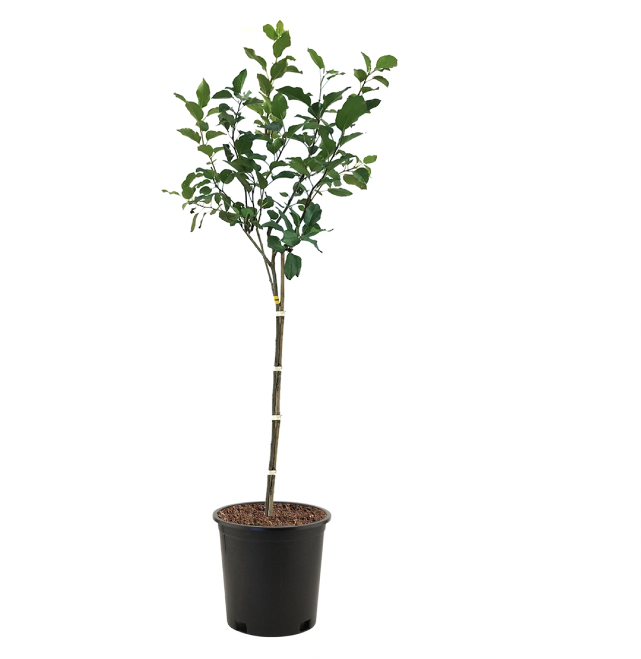 Photo of the plant species Anna Apple on Greg, the plant care app