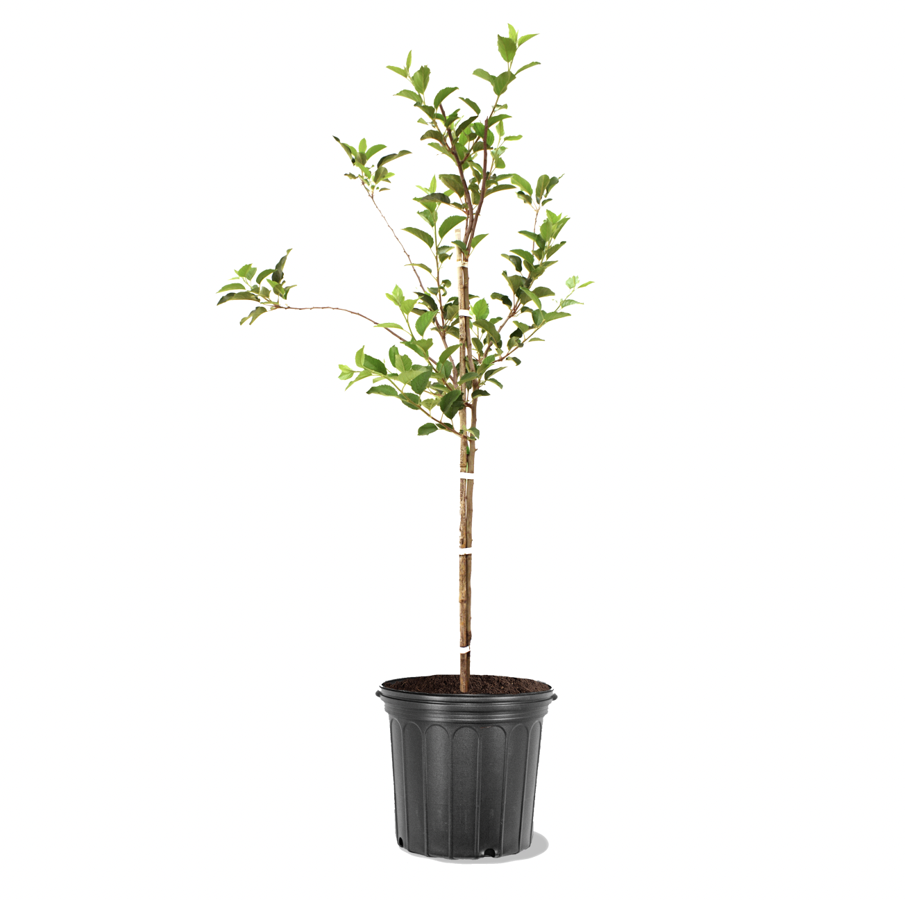 Photo of the plant species Golden Delicious Apple on Greg, the plant care app