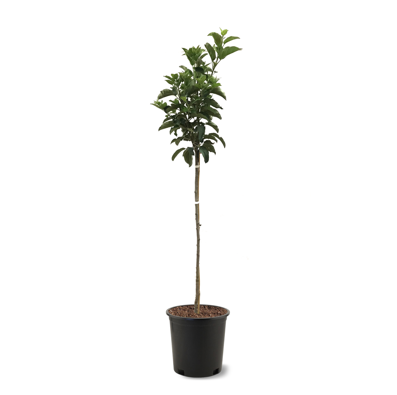 Photo of the plant species Dorsett Apple on Greg, the plant care app
