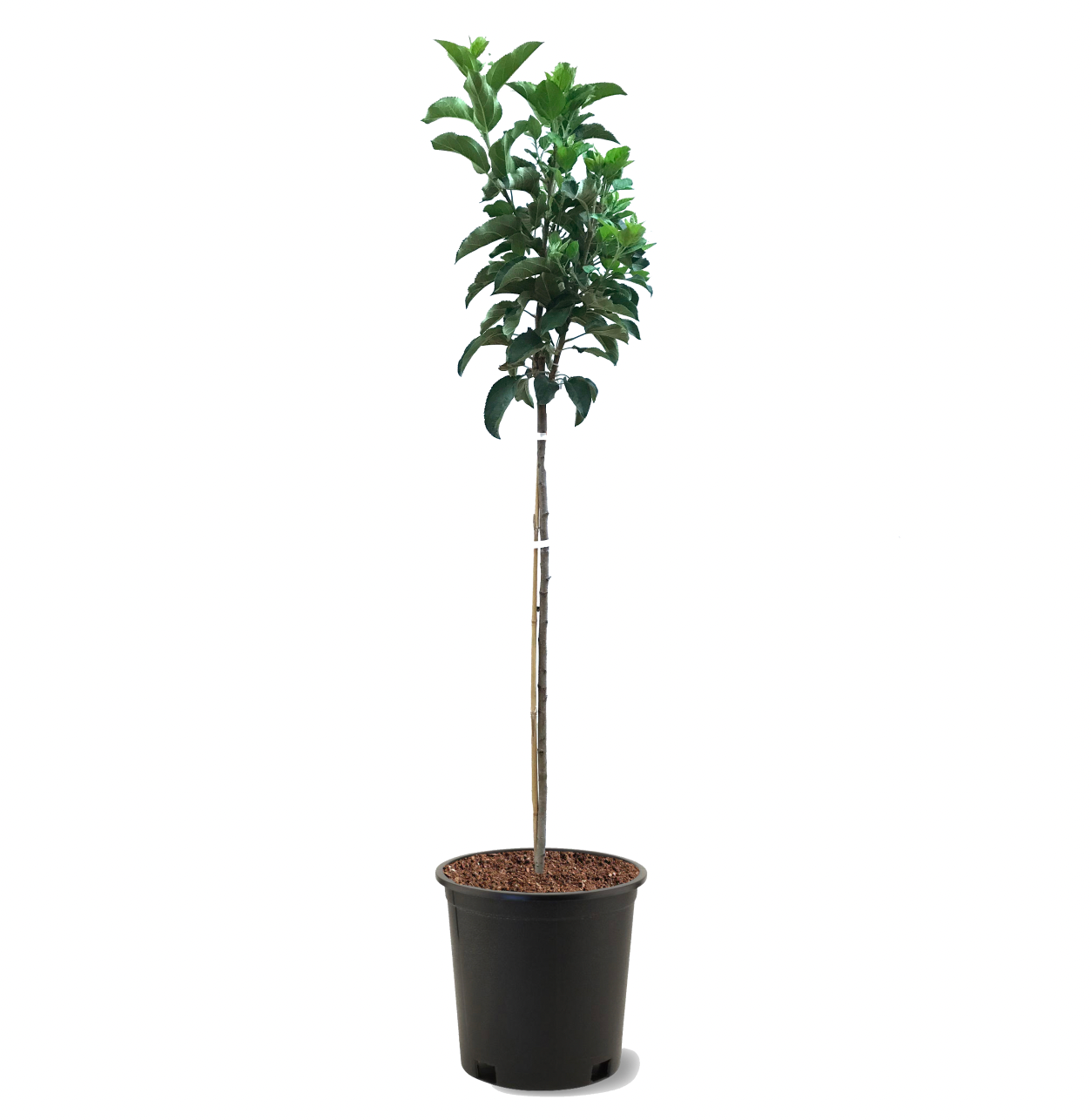 Fuji Apple How Much Water & Light Does it Need to Thrive?