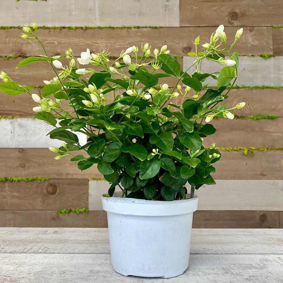 Jasminum Sambac Plant Care Water, Light, Nutrients Greg App 🌱