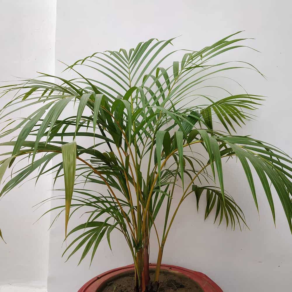 Photo of the plant species Dypsis Lutescens on Greg, the plant care app