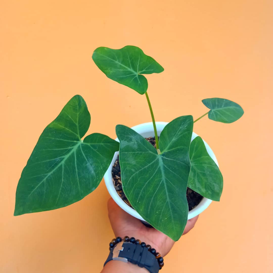 Arrowleaf Elephant Ear Plant Care Water, Light, Nutrients Greg App 🌱