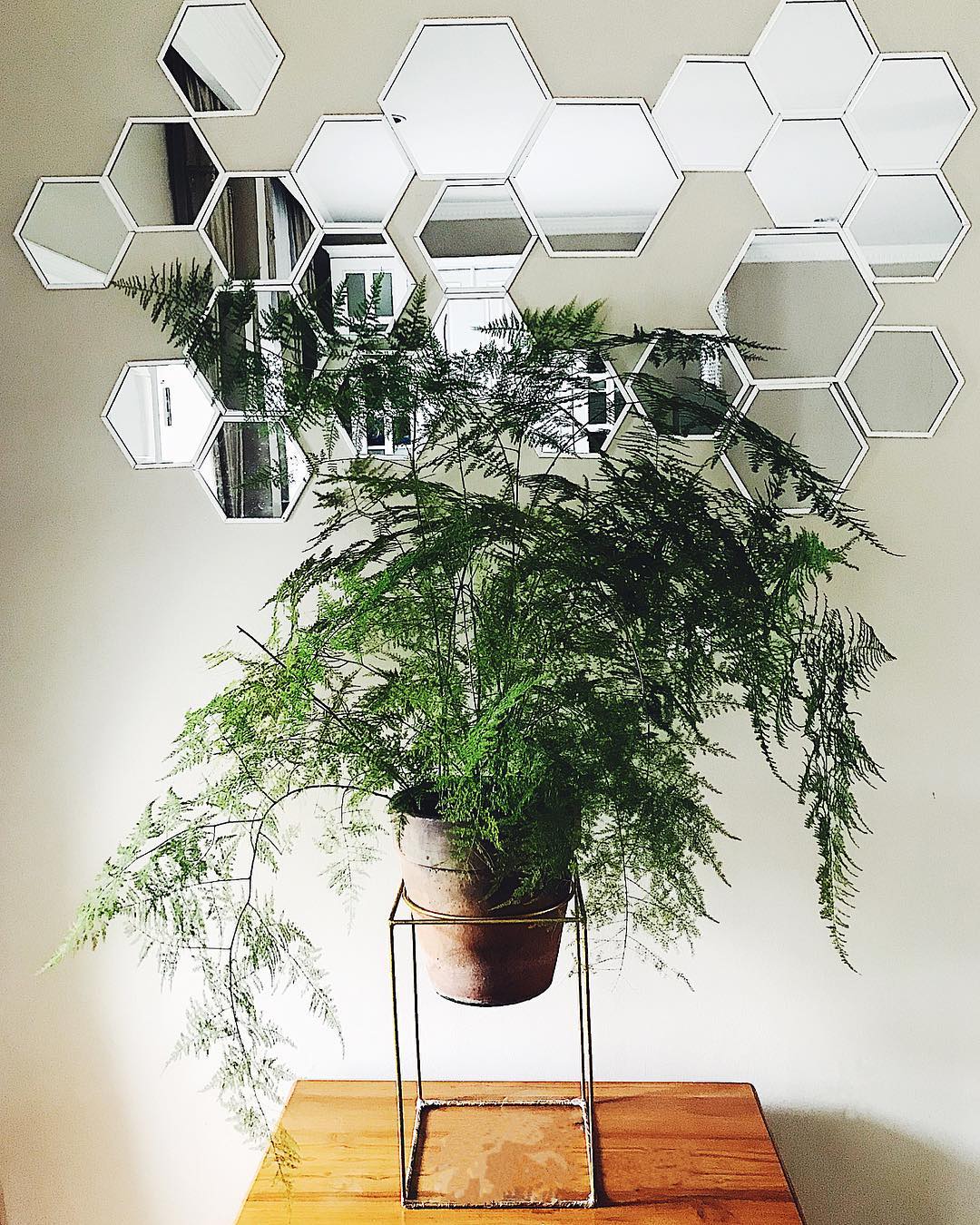 Photo of the plant species Asparagus Fern on Greg, the plant care app