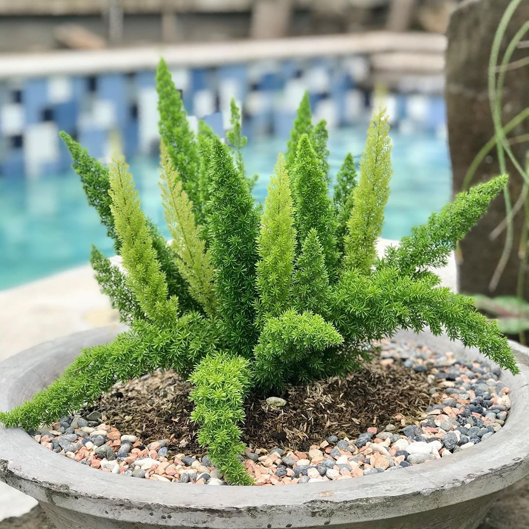 Photo of the plant species Sprenger's Asparagus on Greg, the plant care app