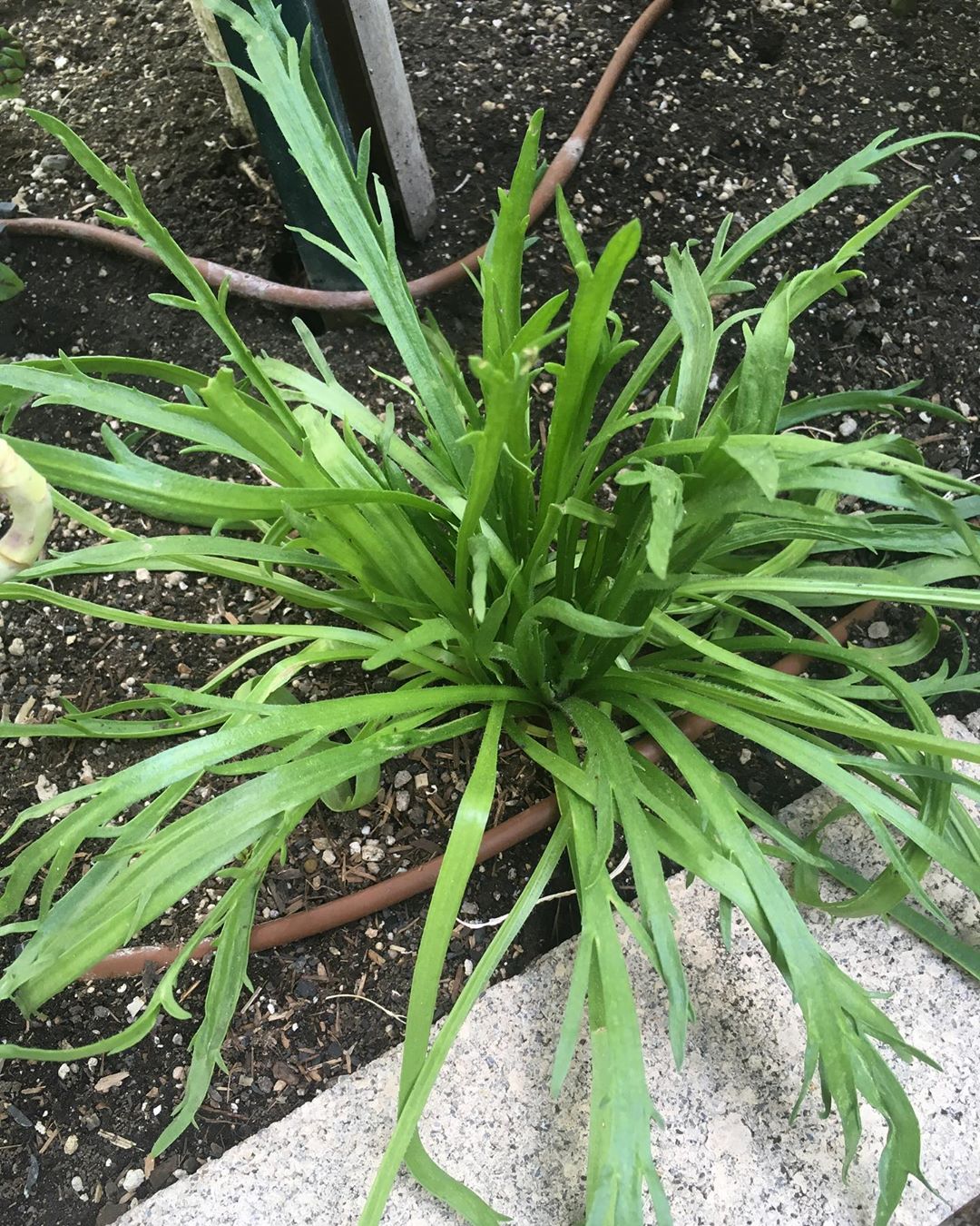 Photo of the plant species Buckhorn Plantain on Greg, the plant care app