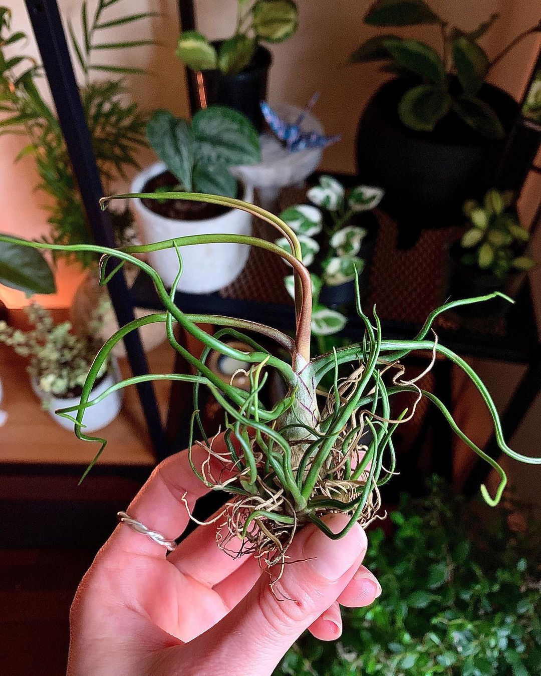 Photo of the plant species Bulbosa Air Plant on Greg, the plant care app