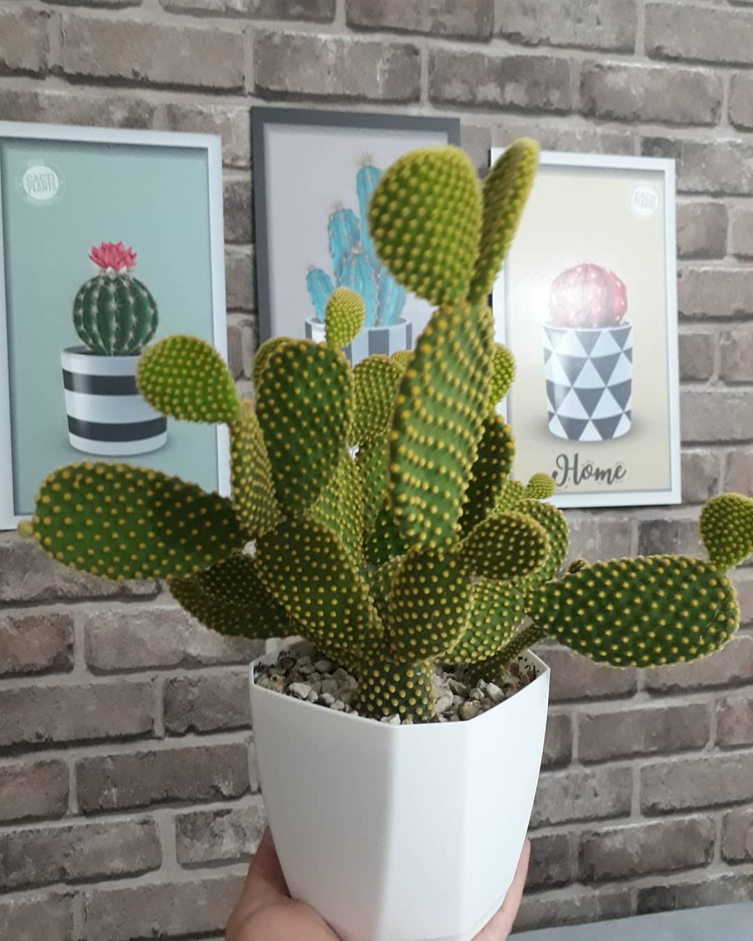 Plant care for Knotted Rush on Greg, the plant care app