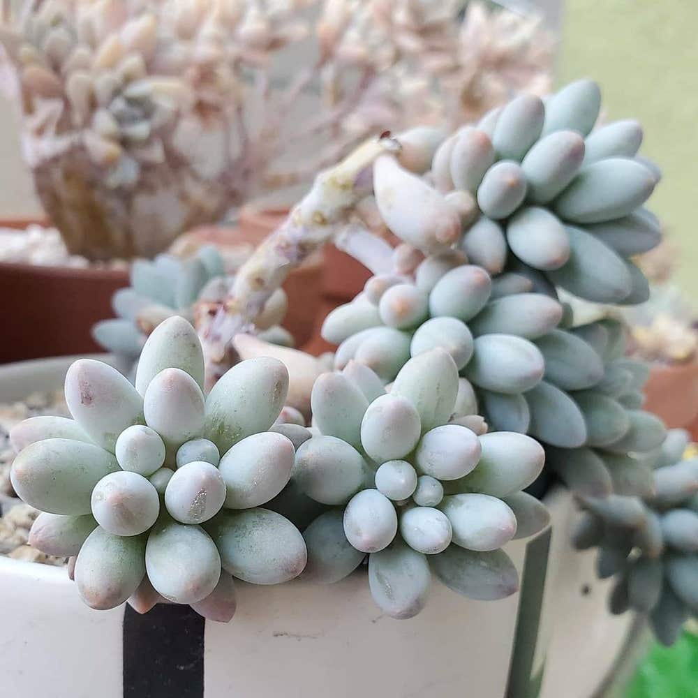 Photo of the plant species Pachyphytum Baby Finger on Greg, the plant care app