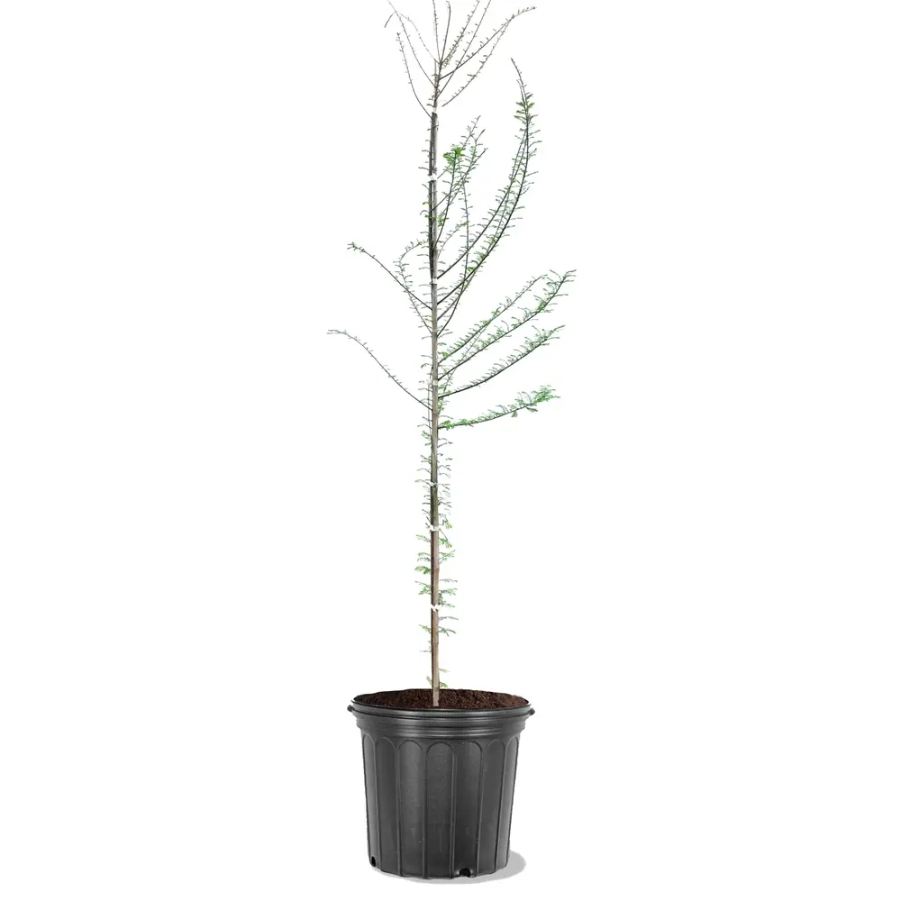 Photo of the plant species Bald Cypress on Greg, the plant care app