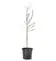 Calculate water needs of Bald Cypress